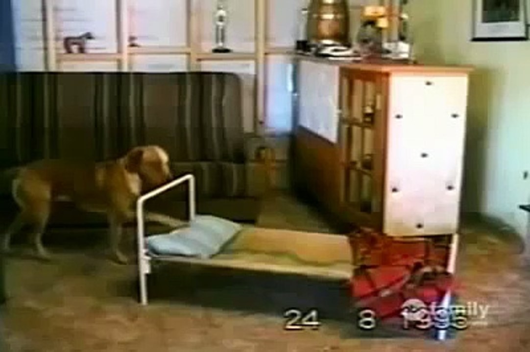 Does Your Dog Pray Before Bed?