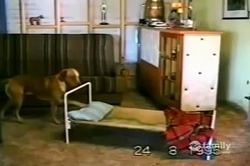 Does Your Dog Pray Before Bed?