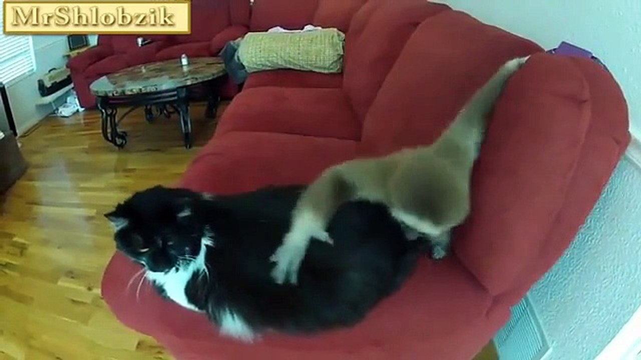 Funny jokes 에 대한 고양이