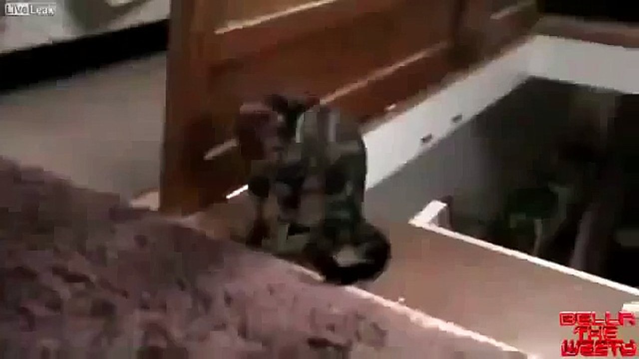 고양이는 계단 아래로 그의 친구를했다