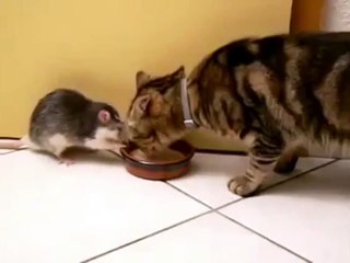 Get out the bowl! (Real Life Tom and Jerry)