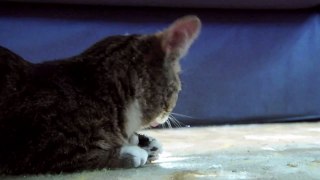 Tom without Jerry| A little bit about cats