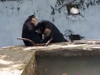 Funny Monkeys  Cute and funny Monkey doing some funny job while public watching around