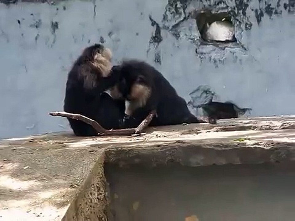 Funny Monkeys  Cute and funny Monkey doing some funny job while public watching around