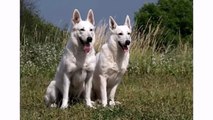 Best Dogs Animal White Swiss Shepherd and Puppy - Cute Funny Dog Videos