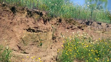 Abejarucos, preparando el nido.