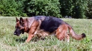 German Shepherd Cute Funny Dog and Puppy Videos