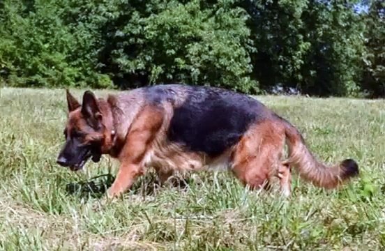 German Shepherd Cute Funny Dog and Puppy Videos