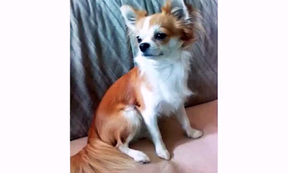 Chihuahua Dogs Animal and Puppies - Cute Funny Dog Videos