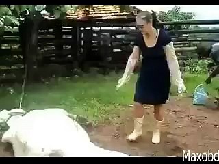 korbanir funny vedio ( কোরবানির পশু হতে সাবধান)