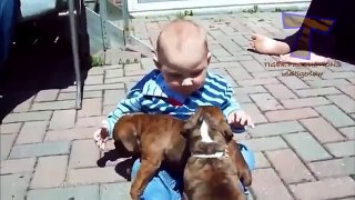 Funny babies annoying dogs