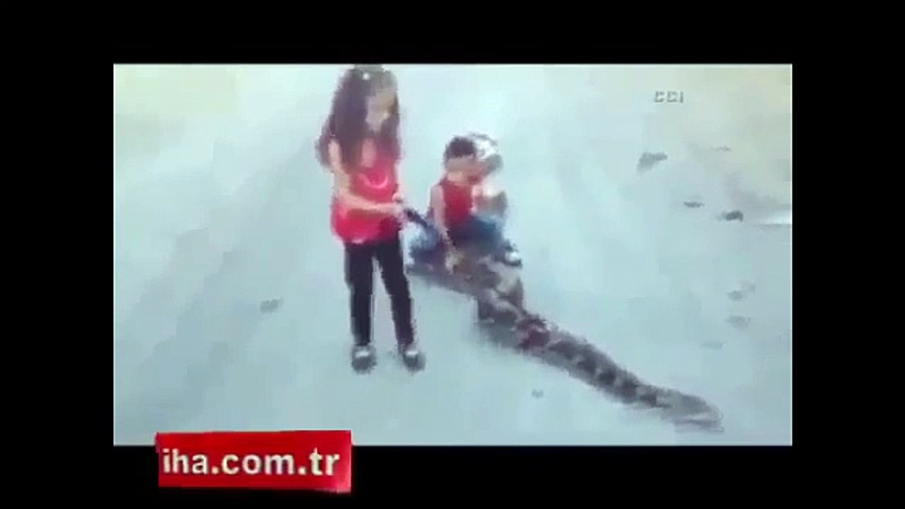 Dev ylanla böyle oynadlar!