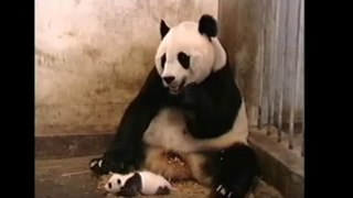 Funniest Ever  Baby Panda and Mommy Panda