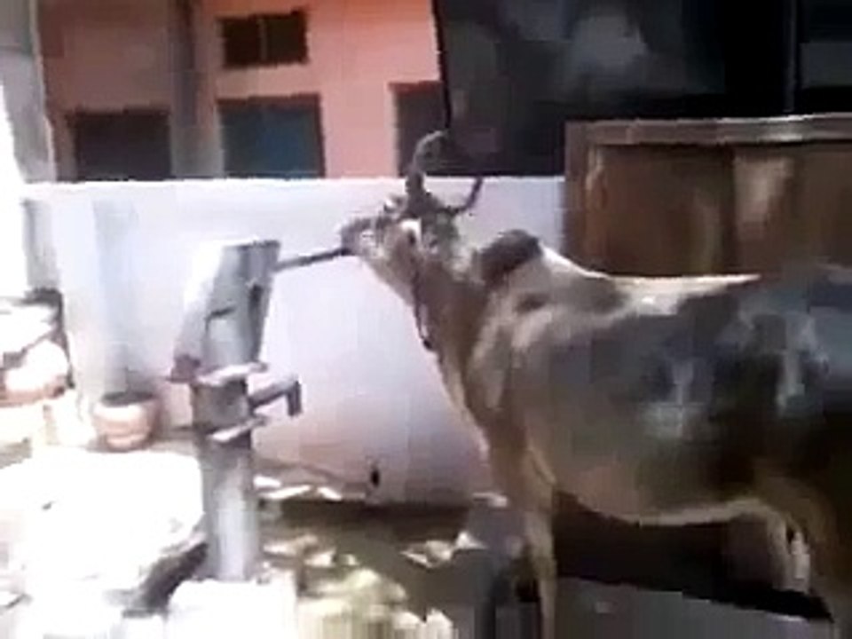 DÜNYANIN EN AKILLI ÖKÜZÜ