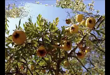 279 15 16 MAMAK BAHÇELERÜSTÜ BUDERUS KOMBİ SRV.