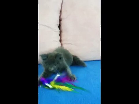 Lincoln mâle MAINE COON bleu 6 semaines