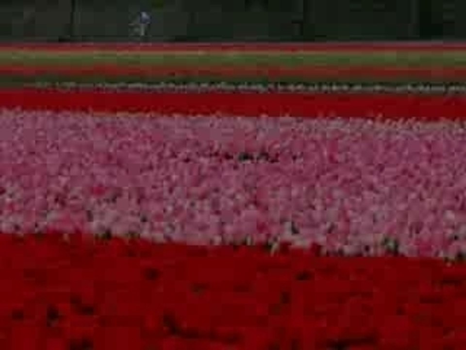 Flores 2