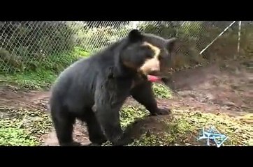 TELEVISIÓN ECUADOR 03/02/13: Bubu el oso y su fascinante historia de regreso a casa 3