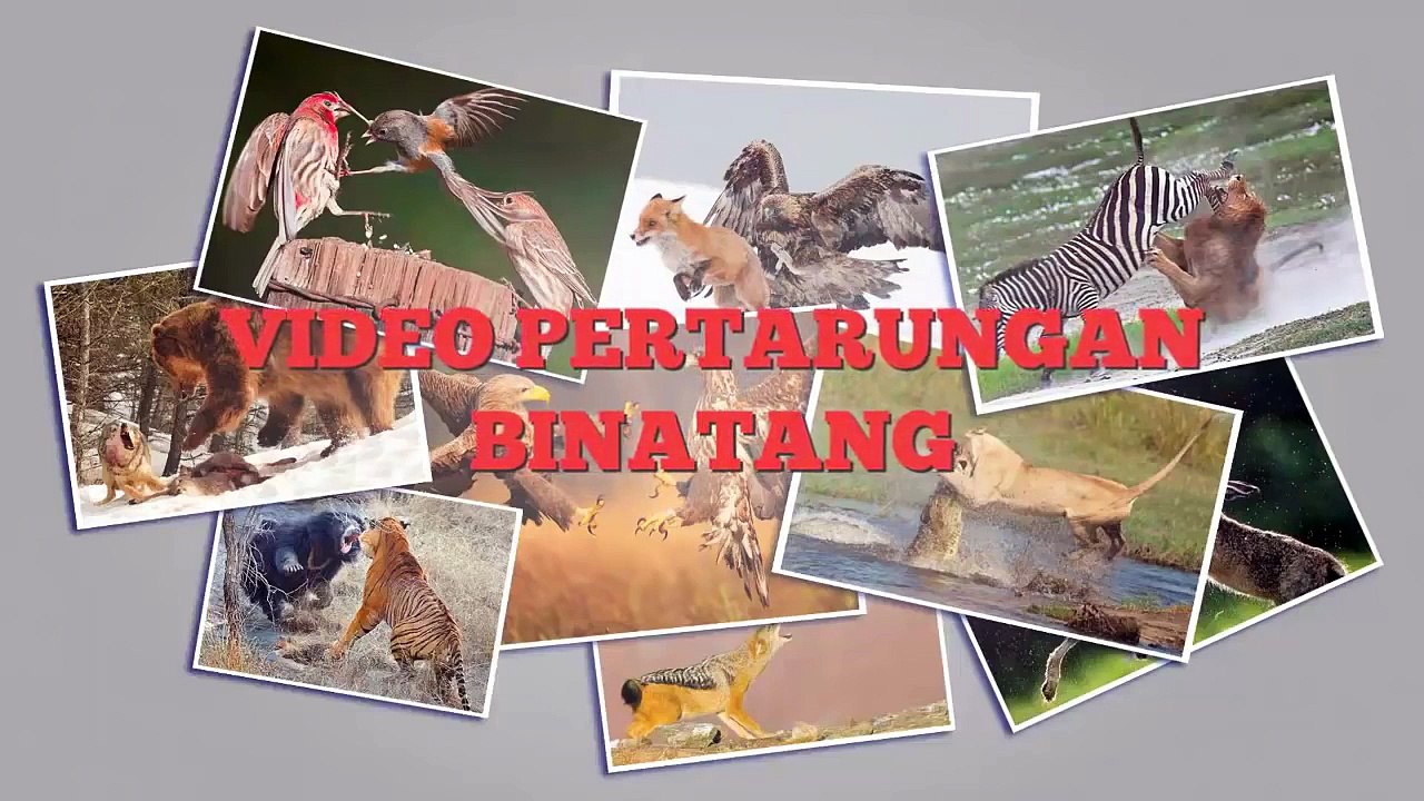 Kumpulan Video Pertarungan Binatang Buas | Perkelahian Singa, Komodo, Beruang Kutub, Kuda Nil