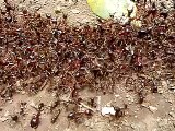 African Army Ants marching across a trail in Arusha Natl. Park, Tanzania