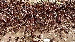 African Army Ants marching across a trail in Arusha Natl. Park, Tanzania