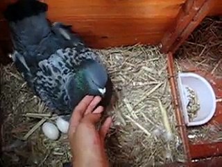 Angry pigeon takes it out on my hand!