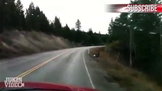 Deer SLIPS on Icy Road