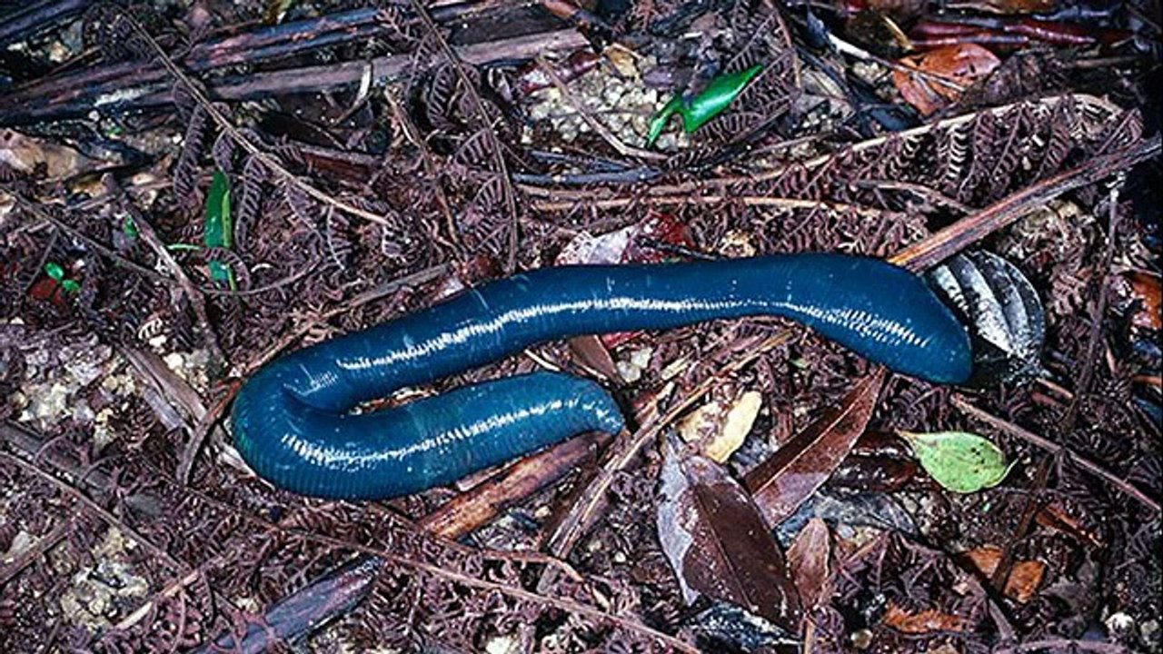 glow worm poop video Dailymotion