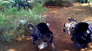 Turkey Hen Vs Indian Hen,Guntur City,Andhra Pradesh,India