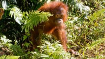 Wildlife of Borneo - Orangutans, Proboscis monkees, gibbons, hornbills, etc