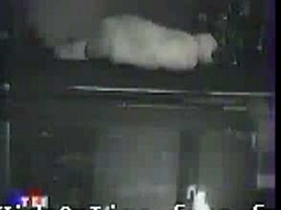 Cat Fall In The Aquarium