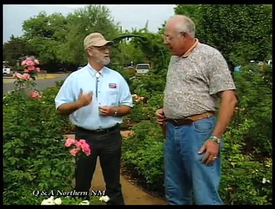 How to Fertilize & Deadhead Roses