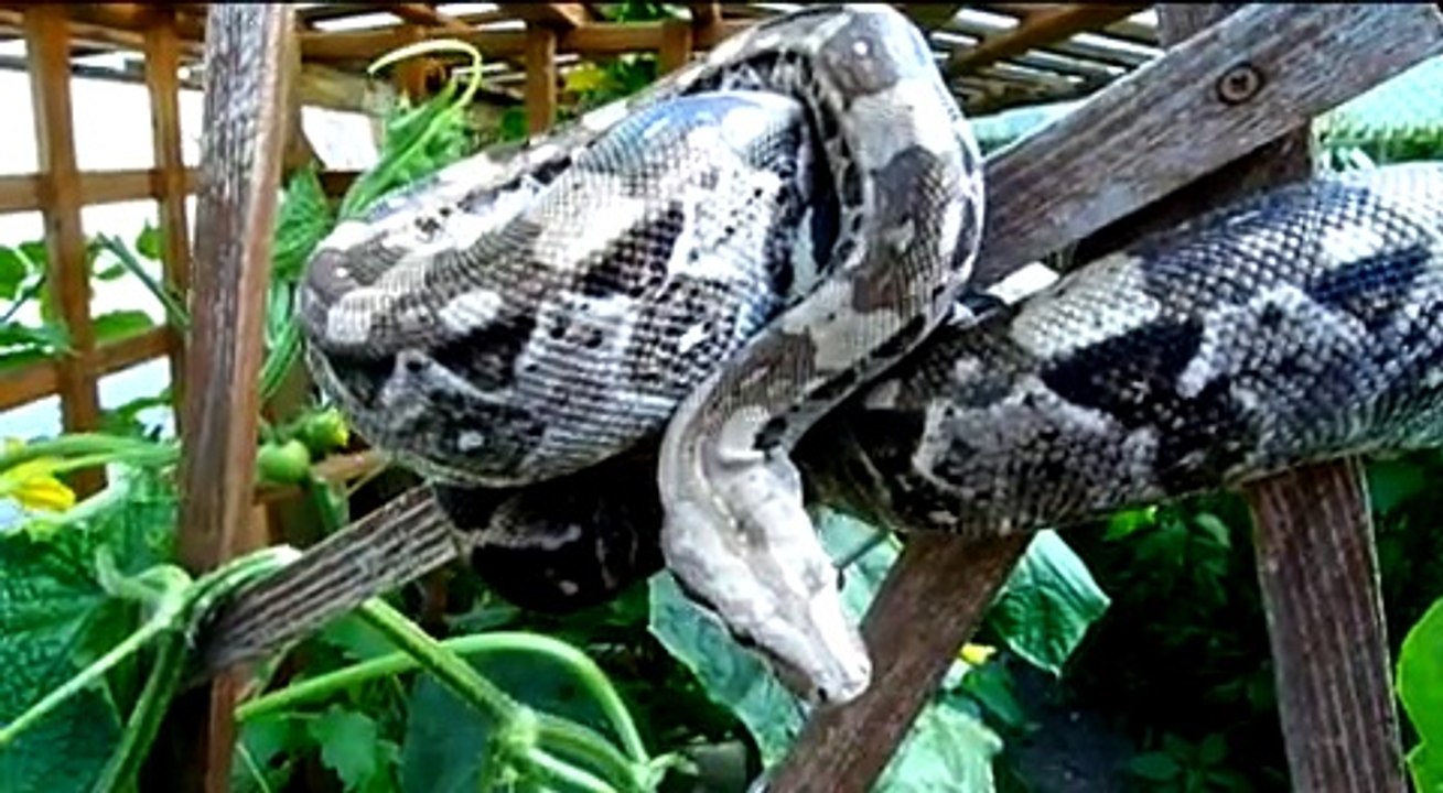 Cay Caulker Boa constrictor imperator
