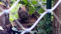 Luchs Babies - Lynx Babies - Pinguine - Sea Lions -  Tierpark Hellabrunn - Munich Zoo