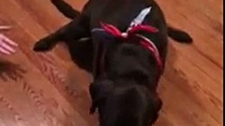 Chocolate Labrador Retriever (dog) having a seizure