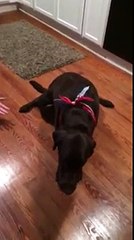 Chocolate Labrador Retriever (dog) having a seizure