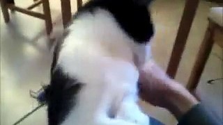 Brushing my cat