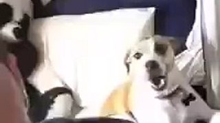 Сэлфи пес взорвал Интернет!