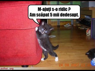 Imagini amuzante cu pisici
