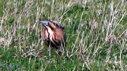 Bittern sitting in field / Roerdomp zit in het veld (Botaurus stellaris)