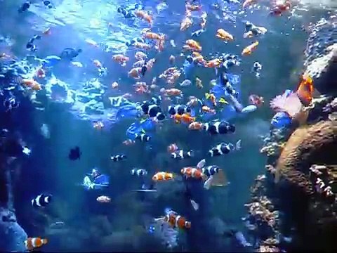 Orange & Black Clown Fish in SALTWATER aquarium