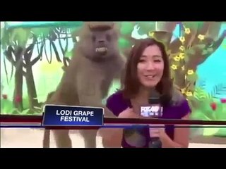 Animal Thug Life Compilation 10