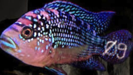 Super ØG Extended Version – Experience the Ultimate Sound Adventure 🎶