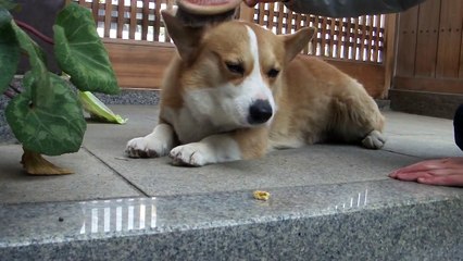 コーギー　お手入れ　PART２