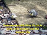 Blue Tit Chicks