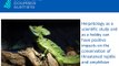 Herpetology Reptile Behaviour