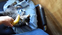 Kitty cat banana fun time