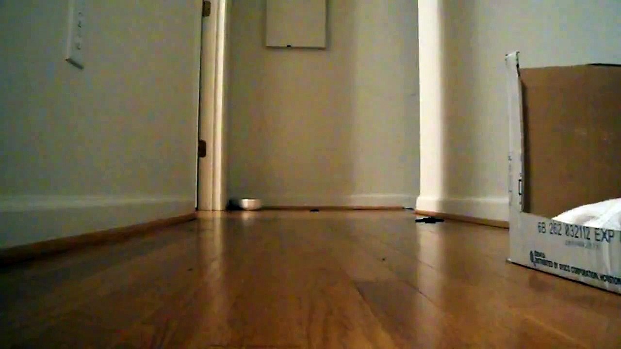 Our new kitten being adorable