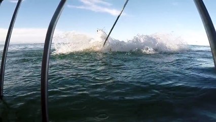 Best Shark Attack Video   gigantic Great White Shark in South Africa while Cage Diving