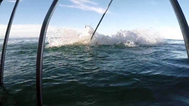 Best Shark Attack Video gigantic Great White Shark in South Africa while Cage Diving